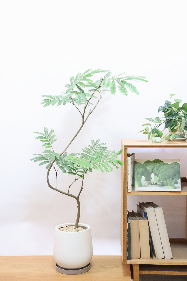 エバーフレッシュIV60574| 観葉植物の通信販売 | APEGO(アペーゴ)