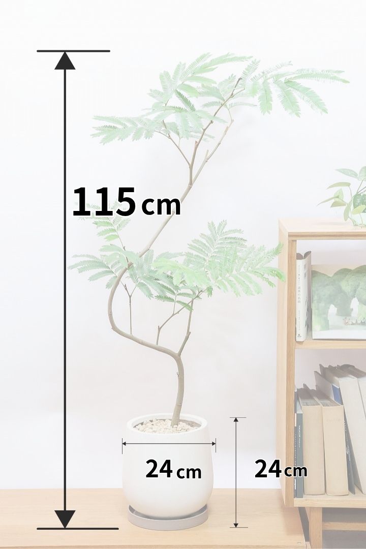 エバーフレッシュIV60574| 観葉植物の通信販売 | APEGO(アペーゴ)