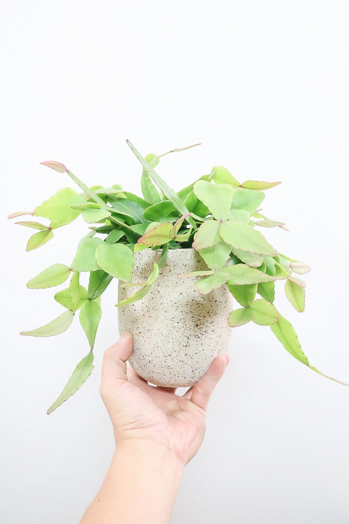 【リプサリス エリプティカ】大ぶりのかわいい葉っぱが詰まったフォルム！お花も咲いちゃう可愛いサボテンです！