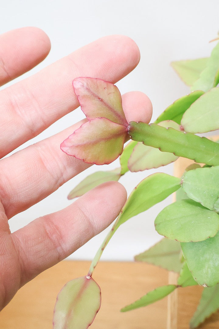 【リプサリス エリプティカ】大ぶりのかわいい葉っぱが詰まったフォルム！お花も咲いちゃう可愛いサボテンです！