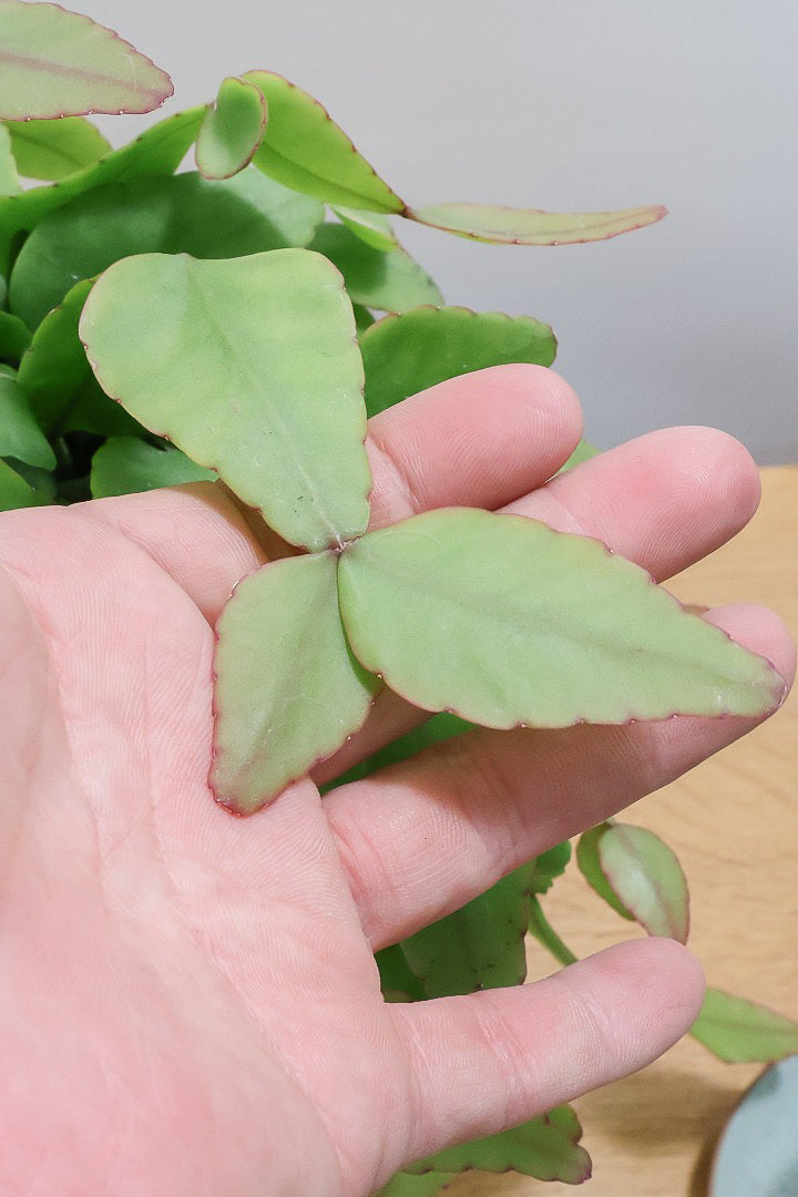 【リプサリス エリプティカ】大ぶりのかわいい葉っぱが詰まったフォルム！お花も咲いちゃう可愛いサボテンです！
