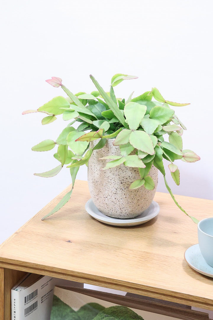 【リプサリス エリプティカ】大ぶりのかわいい葉っぱが詰まったフォルム！お花も咲いちゃう可愛いサボテンです！