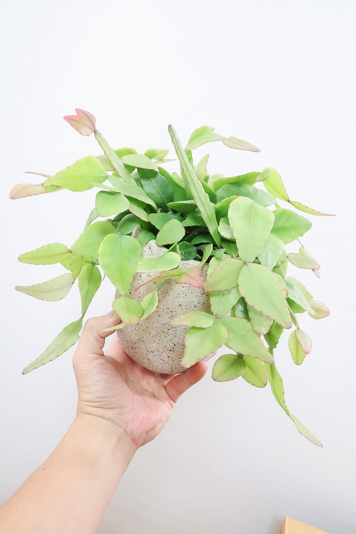 【リプサリス エリプティカ】大ぶりのかわいい葉っぱが詰まったフォルム！お花も咲いちゃう可愛いサボテンです！