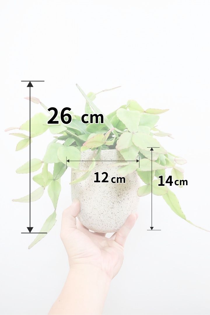 【リプサリス エリプティカ】大ぶりのかわいい葉っぱが詰まったフォルム！お花も咲いちゃう可愛いサボテンです！