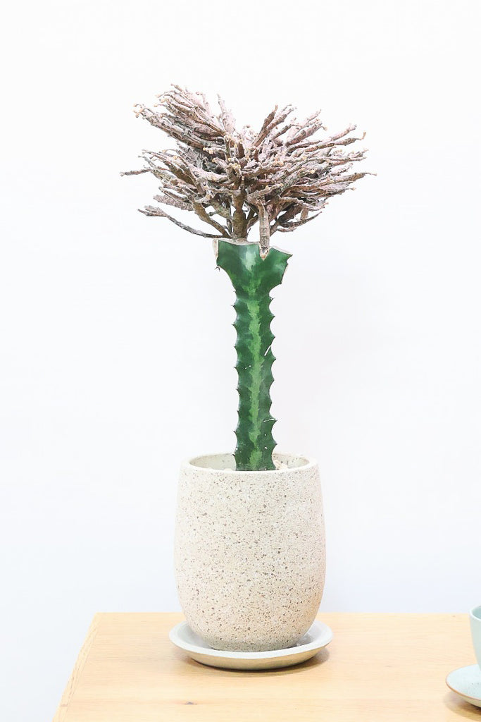 希少ユーフォルビア・デシドゥア （Aラベル） 個性的な幹立ち多肉植物 ユーフォルビア プラティクラーダCO60581| 観葉植物の通信販売