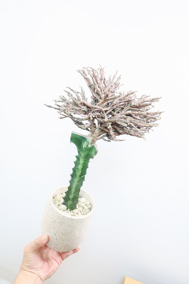 【ユーフォルビア プラティクラーダ】通称ゾンビプランツ！個性的なフォルムの多肉植物。希少な観葉植物！