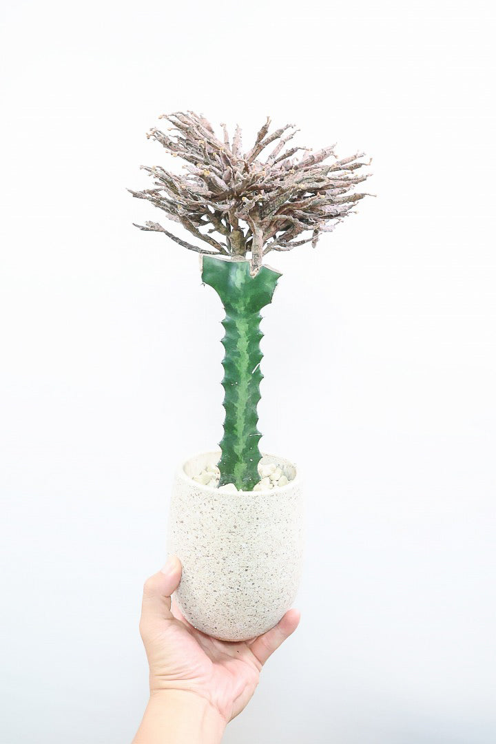 【ユーフォルビア プラティクラーダ】通称ゾンビプランツ！個性的なフォルムの多肉植物。希少な観葉植物！