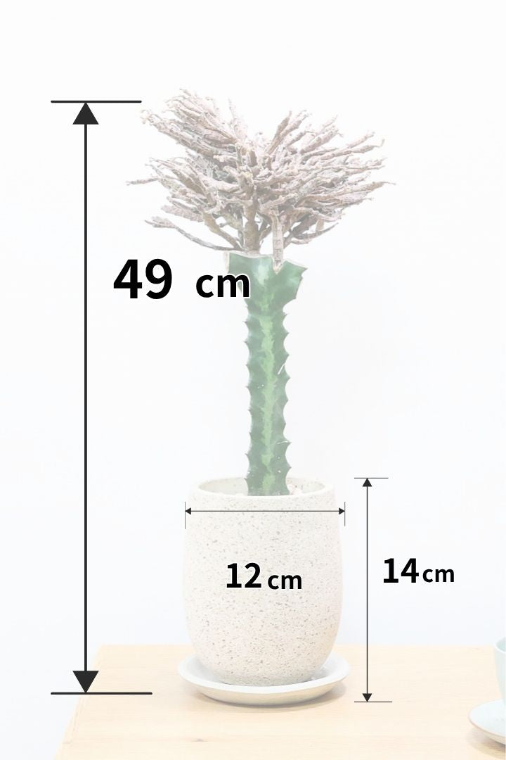 ユーフォルビア プラティクラーダCO60581| 観葉植物の通信販売