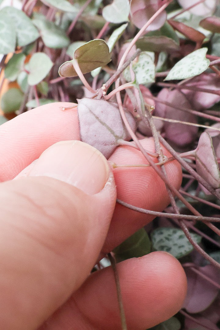 【ハートカズラ】超ロング！かわいいハートの葉。育てやすく水やりが少なくてい多肉植物です!!