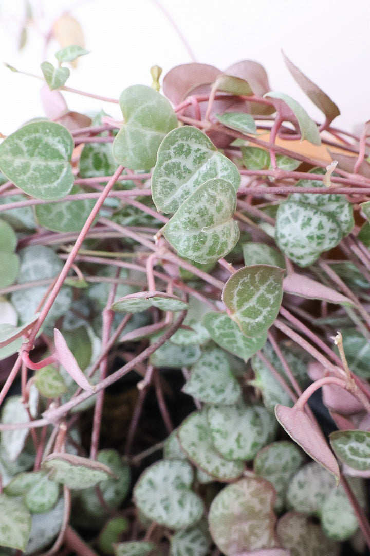 【ハートカズラ】超ロング！かわいいハートの葉。育てやすく水やりが少なくてい多肉植物です!!