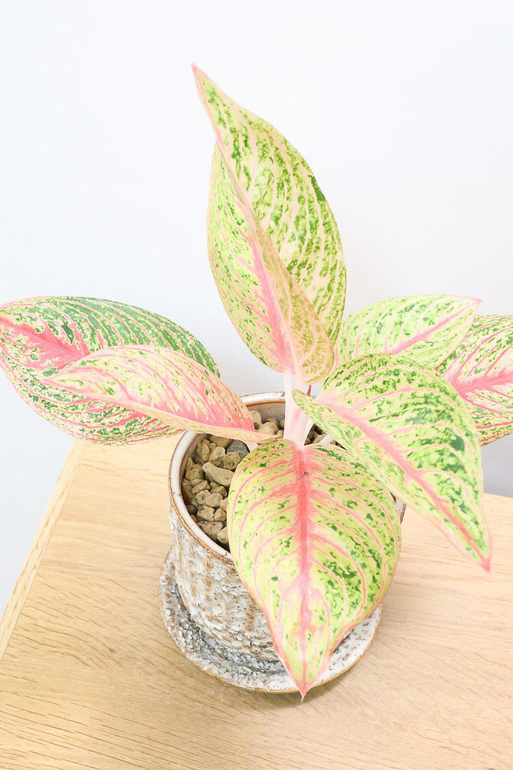 アグラオネマ レガシーIV60584| 観葉植物の通信販売 | APEGO