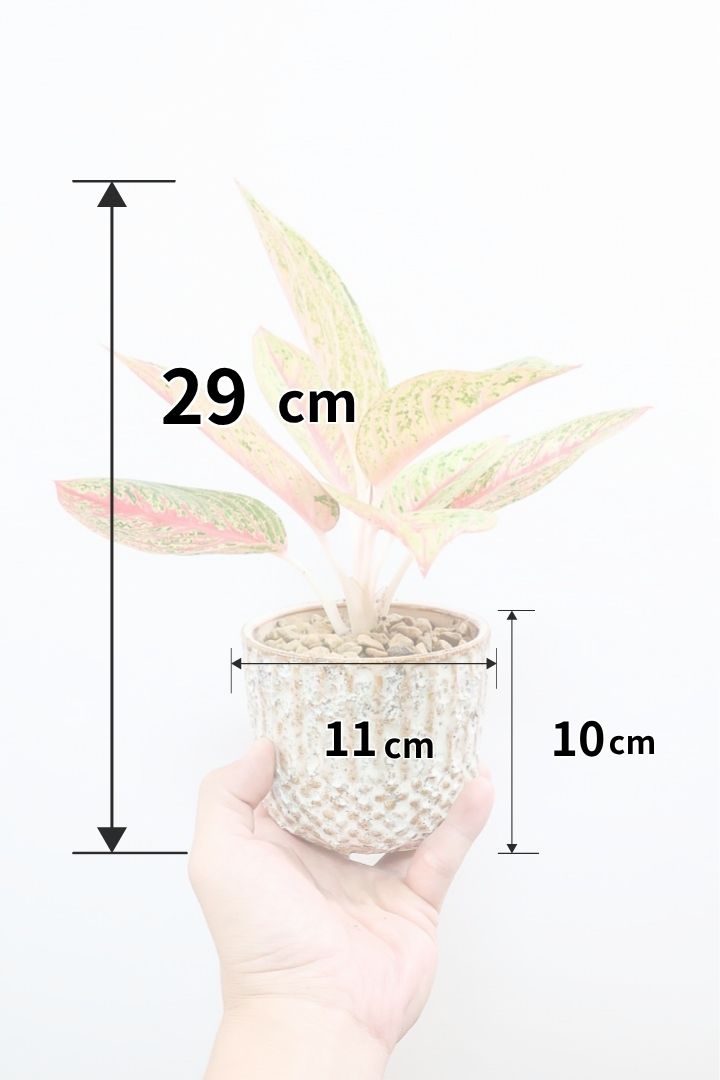 アグラオネマ レガシーIV60584| 観葉植物の通信販売 | APEGO