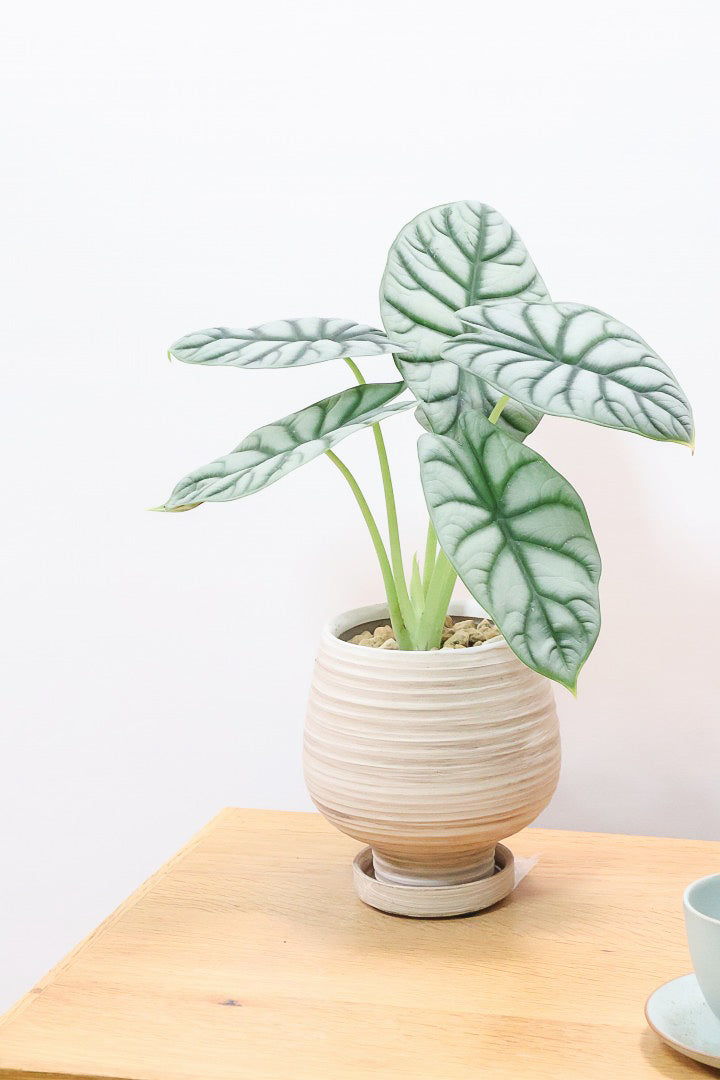 極斑 アロカシア シルバードラゴン アルボ アロカシア・シルバードラゴン I インドアプランツ I プラント