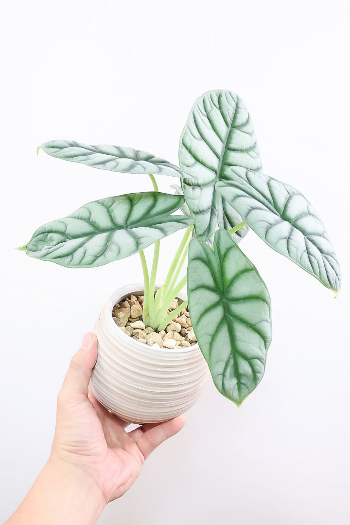 極斑 アロカシア シルバードラゴン アルボ 極斑 アロカシア シルバードラゴン アルボ アロカシア・シルバー