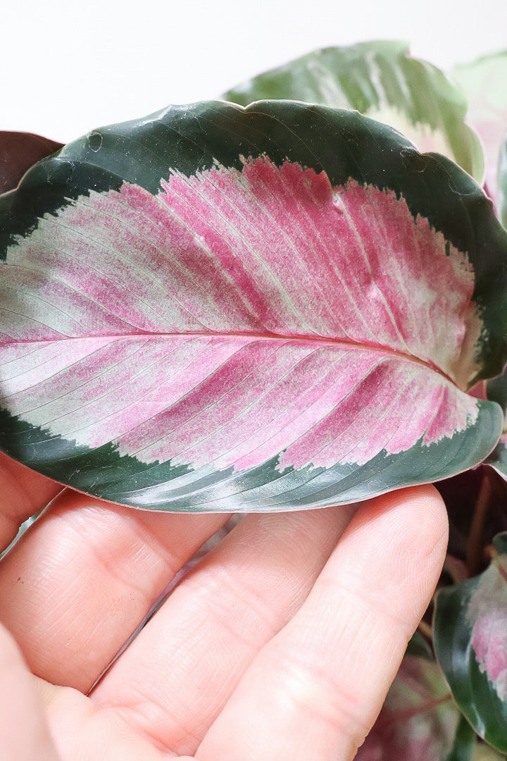 【カラテア ロージー】まるで花束のような美しい草姿。葉色がとてもイイ感じに出ていますのでおススメです！