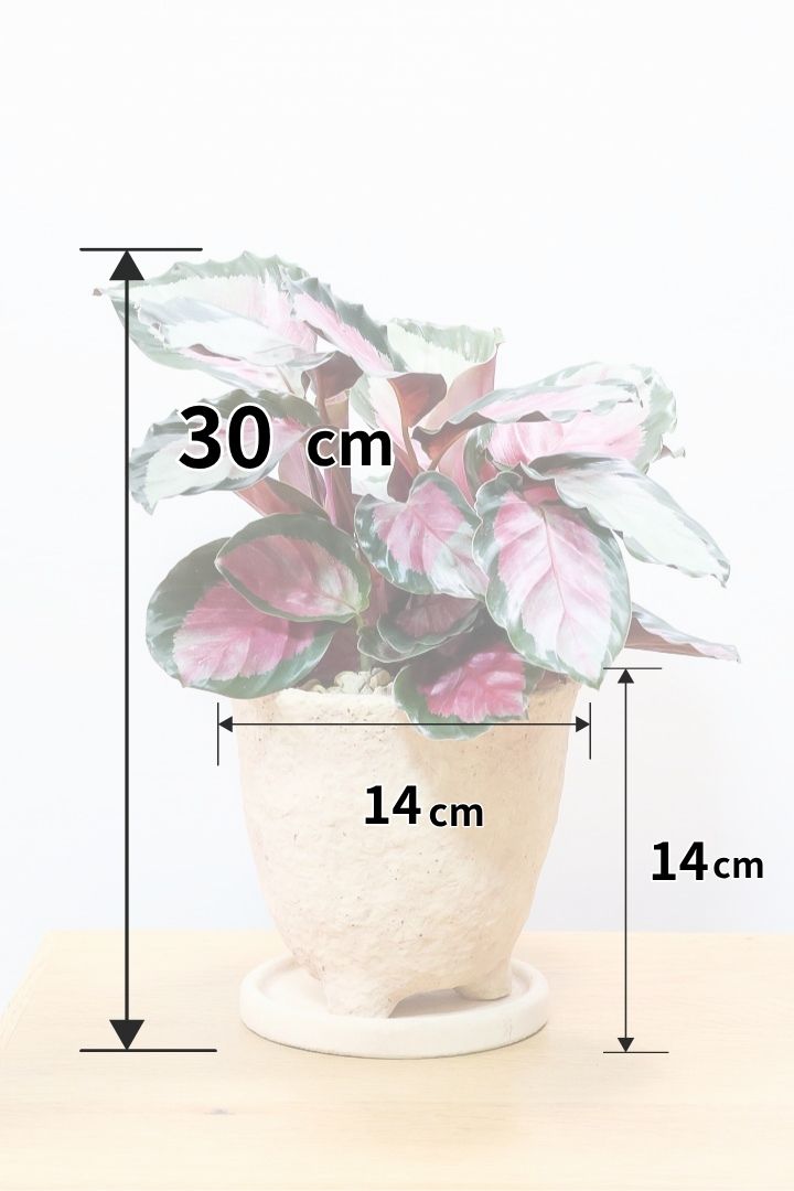 【カラテア ロージー】まるで花束のような美しい草姿。葉色がとてもイイ感じに出ていますのでおススメです！