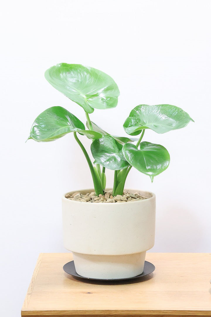 【モンステラ】かわいすぎますよ。だってこんなまん丸の葉っぱなんて…。お椀型のPOTもかわいい♪