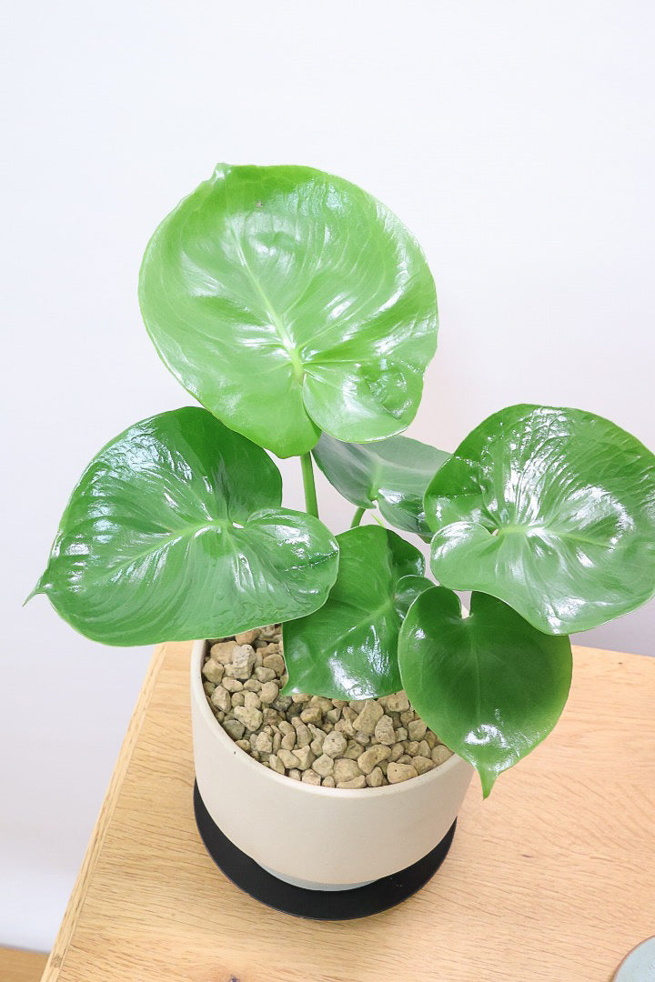 【モンステラ】かわいすぎますよ。だってこんなまん丸の葉っぱなんて…。お椀型のPOTもかわいい♪