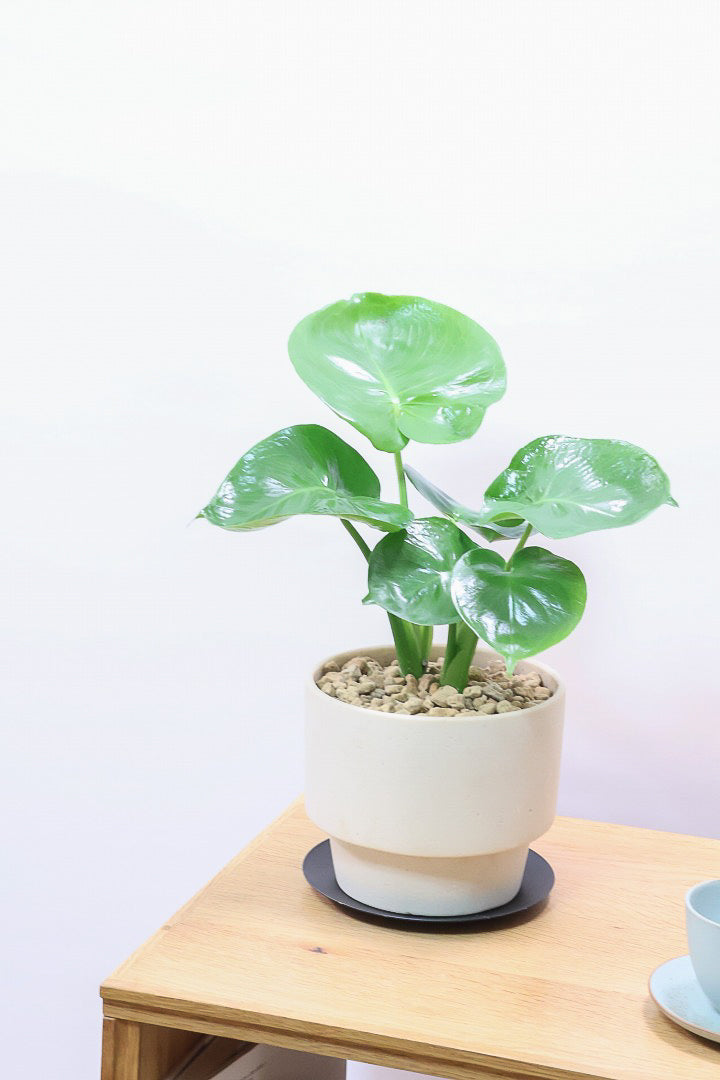 【モンステラ】かわいすぎますよ。だってこんなまん丸の葉っぱなんて…。お椀型のPOTもかわいい♪