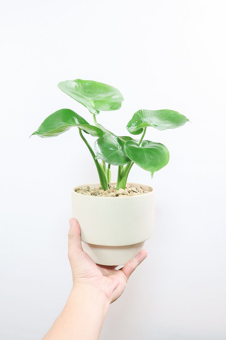 【モンステラ】かわいすぎますよ。だってこんなまん丸の葉っぱなんて…。お椀型のPOTもかわいい♪