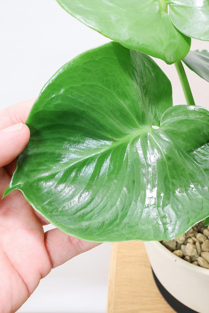 【モンステラ】かわいすぎますよ。だってこんなまん丸の葉っぱなんて…。お椀型のPOTもかわいい♪