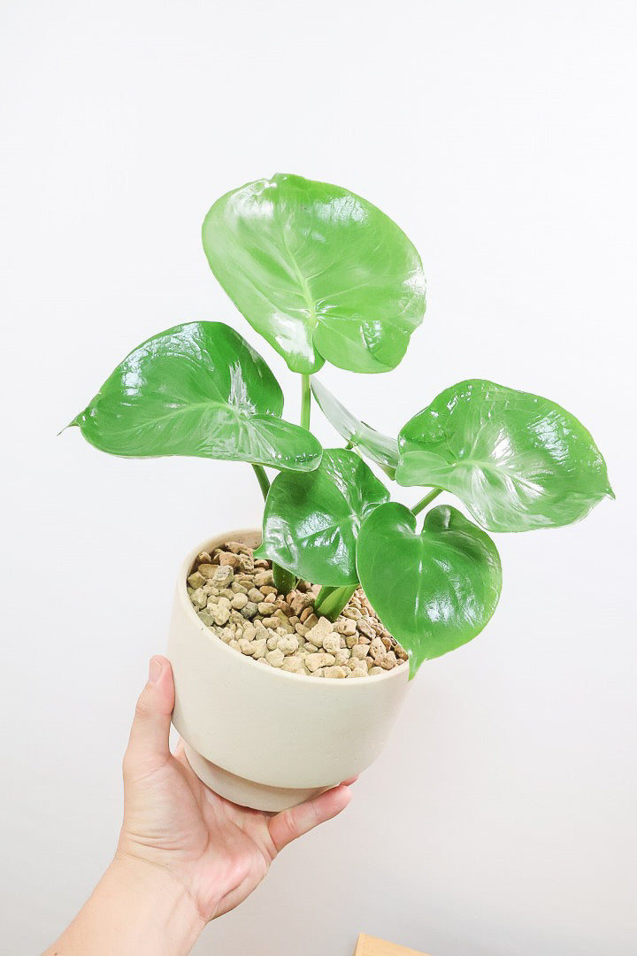 【モンステラ】かわいすぎますよ。だってこんなまん丸の葉っぱなんて…。お椀型のPOTもかわいい♪