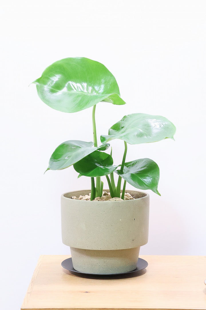 【モンステラ】かわいすぎますよ。だってこんなまん丸の葉っぱなんて…。POTと相性もいい感じ！