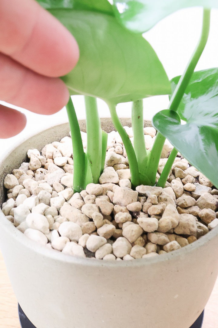 【モンステラ】かわいすぎますよ。だってこんなまん丸の葉っぱなんて…。POTと相性もいい感じ！