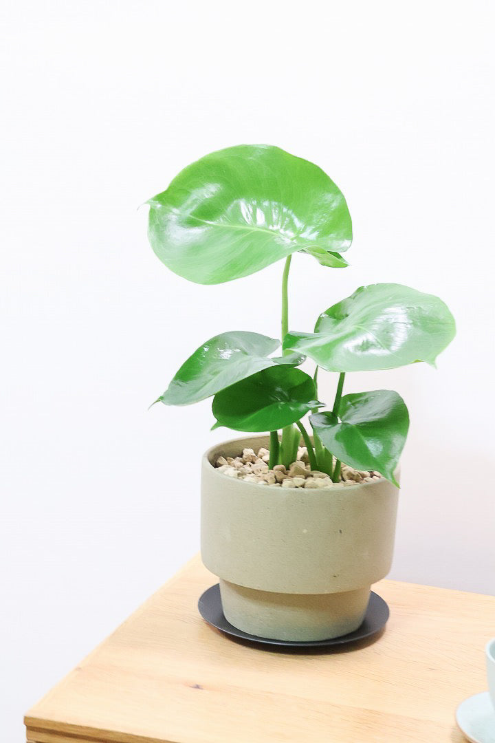【モンステラ】かわいすぎますよ。だってこんなまん丸の葉っぱなんて…。POTと相性もいい感じ！