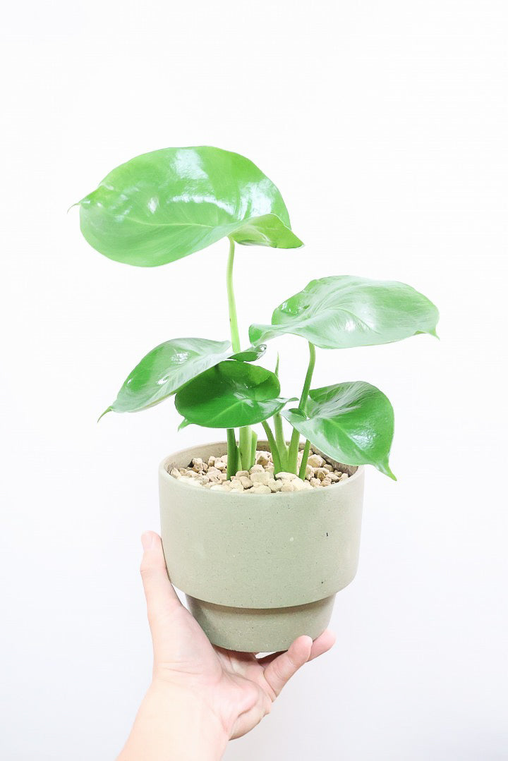 【モンステラ】かわいすぎますよ。だってこんなまん丸の葉っぱなんて…。POTと相性もいい感じ！