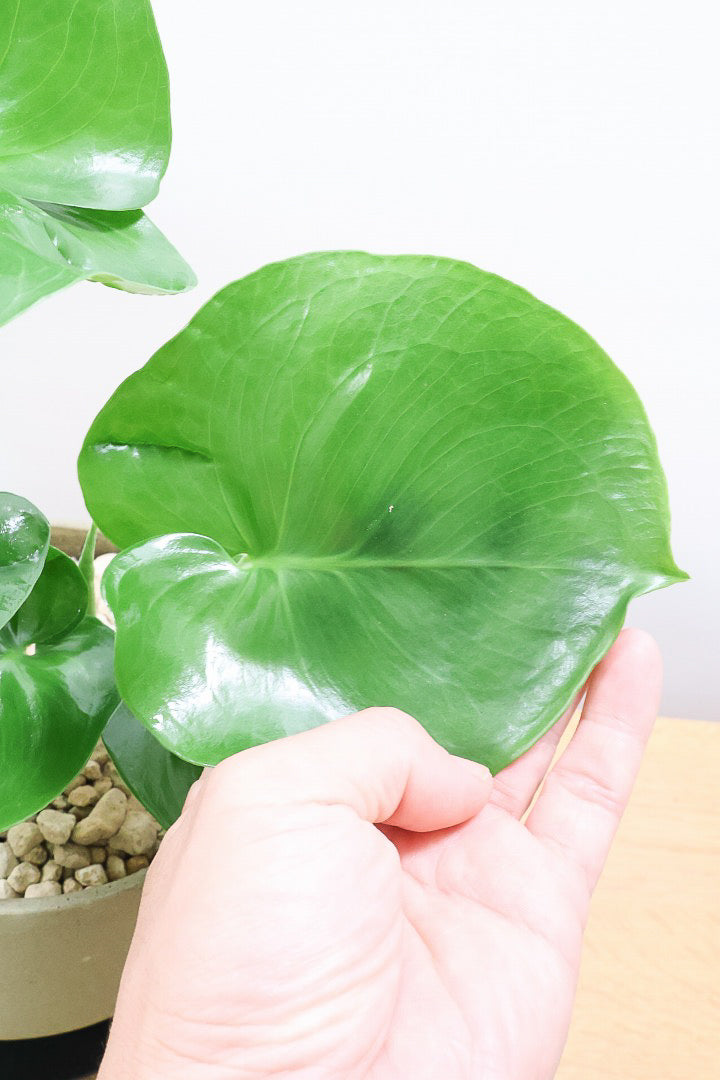 【モンステラ】かわいすぎますよ。だってこんなまん丸の葉っぱなんて…。POTと相性もいい感じ！