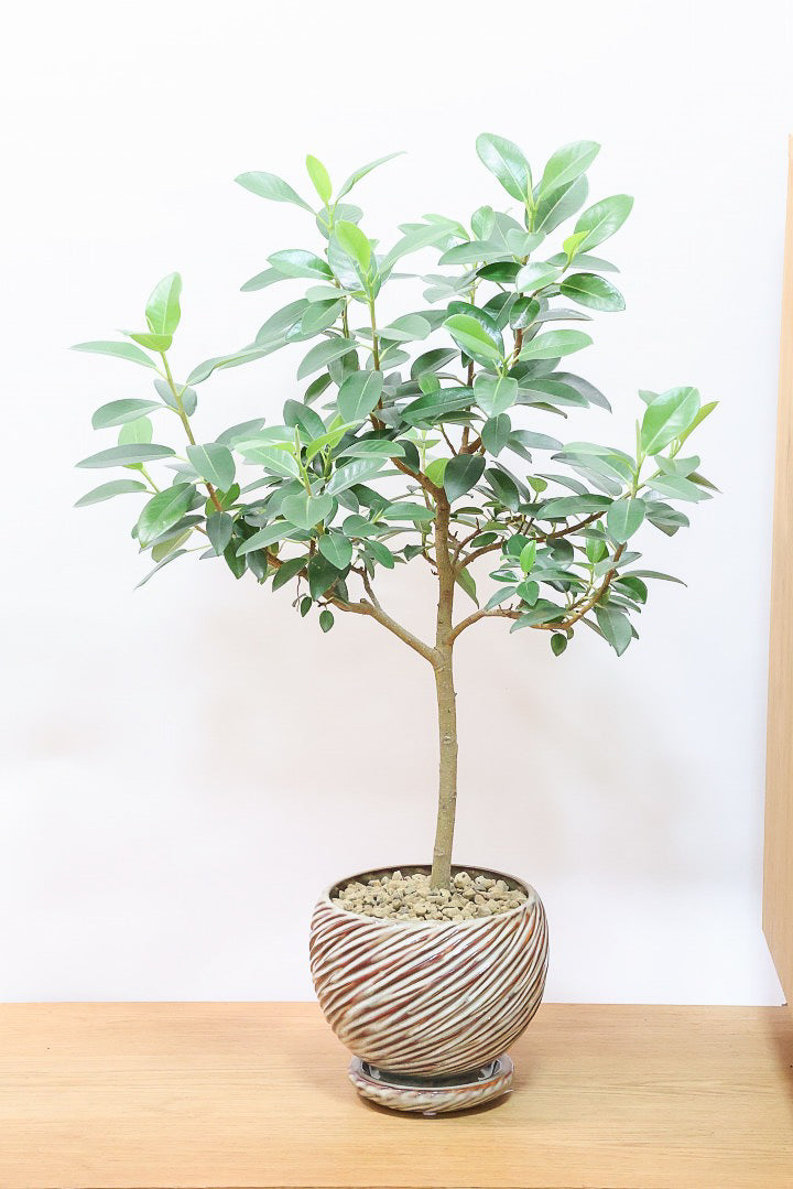 その他観葉植物 honokoo パキラ（発財樹）｜観葉植物・お花の通販 東京寿園