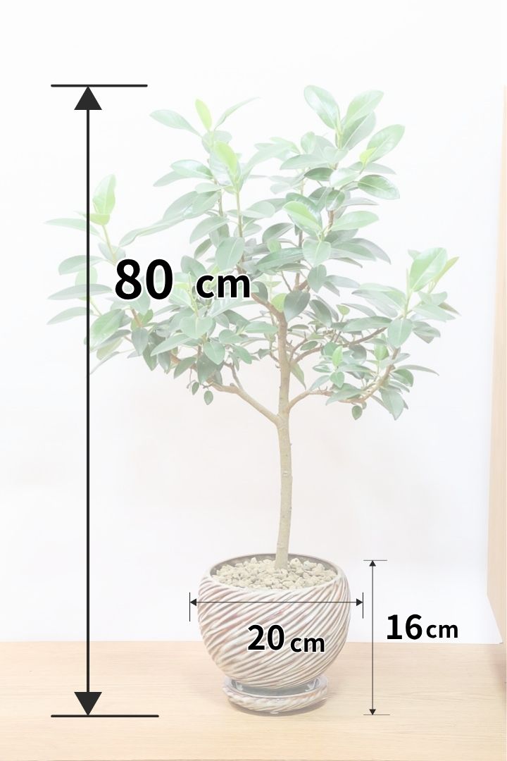 フランスゴムAIV60592観葉植物の通信販売 | APEGO(アペーゴ)