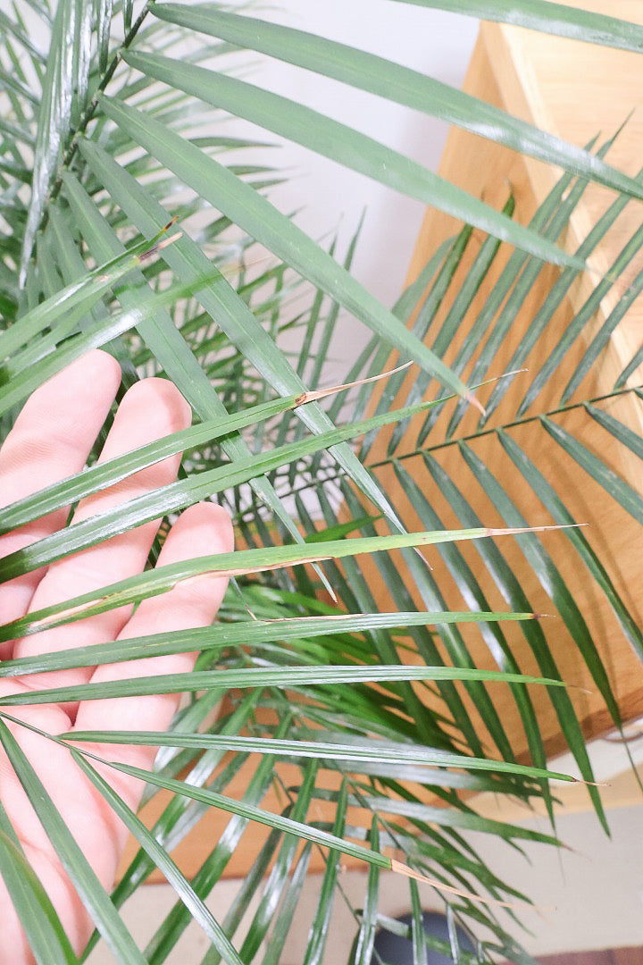 【ブラジルヒメヤシ】漢字で書くと姫椰子。葉が細くて女性らしいしなやかなヤシ。葉には光沢があり上品な印象です！