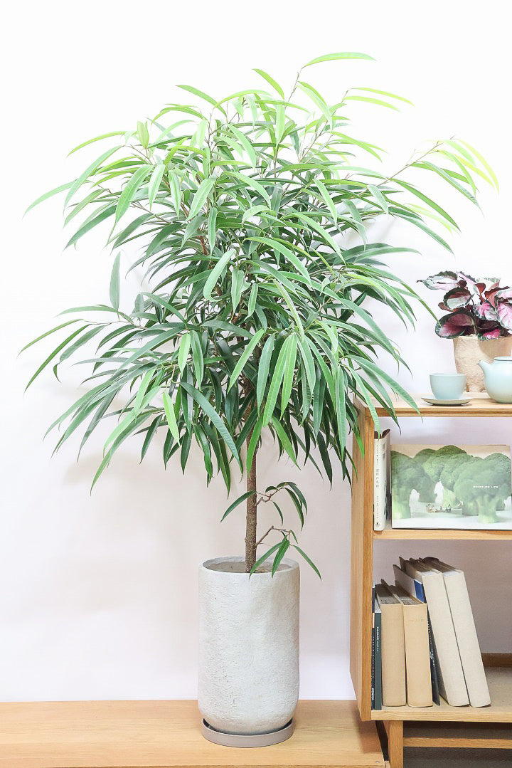 【フィカス ショウナンゴム】とにかく育てやすい！育てやすい植物は？と聞かれたらこの植物をおすすめしています！