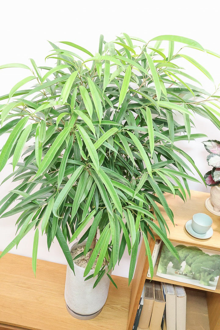 【フィカス ショウナンゴム】とにかく育てやすい！育てやすい植物は？と聞かれたらこの植物をおすすめしています！