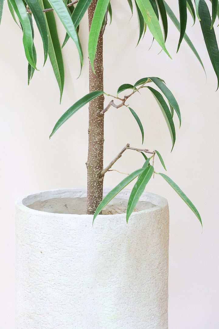 【フィカス ショウナンゴム】とにかく育てやすい！育てやすい植物は？と聞かれたらこの植物をおすすめしています！