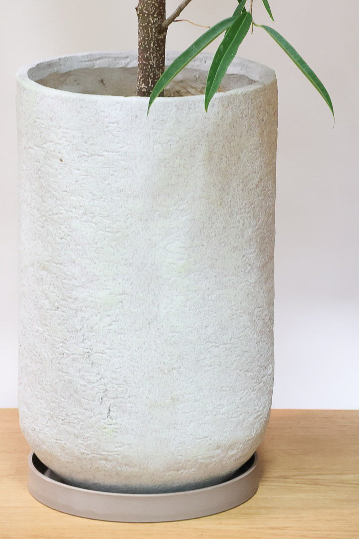 【フィカス ショウナンゴム】とにかく育てやすい！育てやすい植物は？と聞かれたらこの植物をおすすめしています！