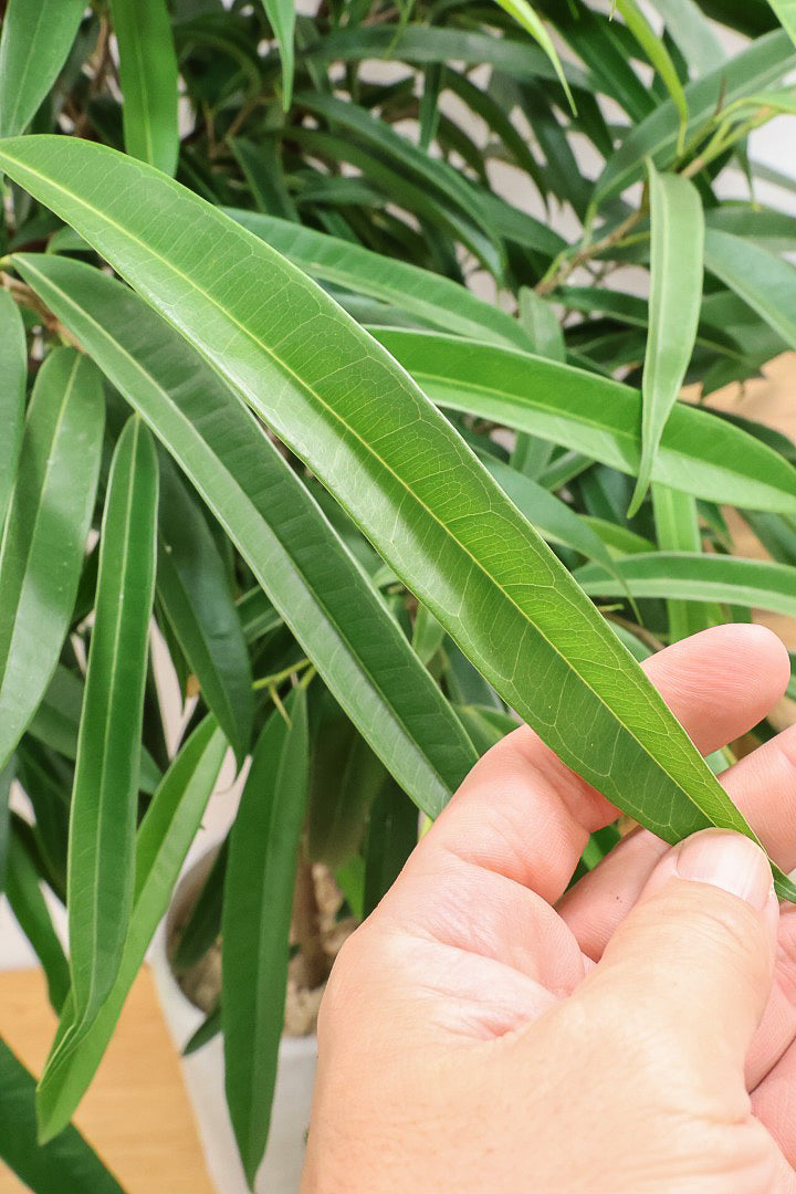 【フィカス ショウナンゴム】とにかく育てやすい！育てやすい植物は？と聞かれたらこの植物をおすすめしています！