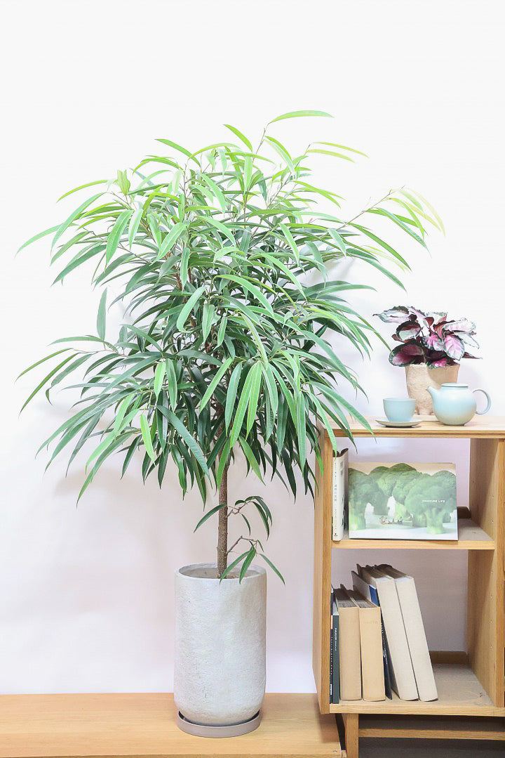 【フィカス ショウナンゴム】とにかく育てやすい！育てやすい植物は？と聞かれたらこの植物をおすすめしています！
