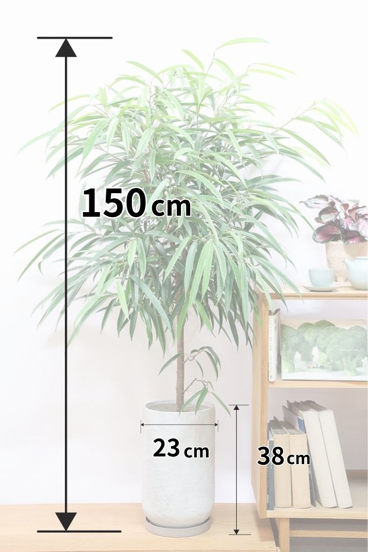 【フィカス ショウナンゴム】とにかく育てやすい！育てやすい植物は？と聞かれたらこの植物をおすすめしています！