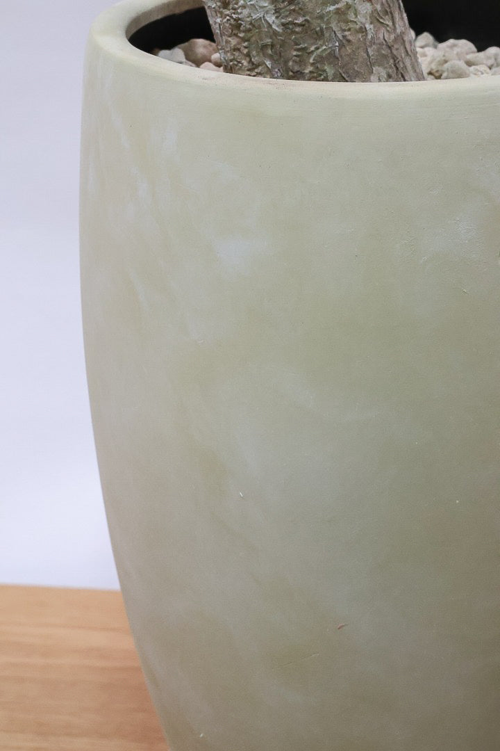 【コンシンネ マジナータ ゴールド】希少種！ゴールドのラインがとても鮮やか！おすすめです！