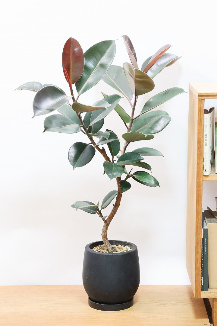 【フィカス・バーガンディ】素晴らしい植物を作る群馬県の名人生産者さんが手がけました！素晴らしい樹形です！