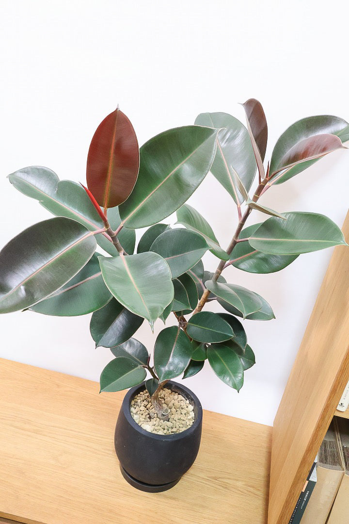 【フィカス・バーガンディ】素晴らしい植物を作る群馬県の名人生産者さんが手がけました！素晴らしい樹形です！