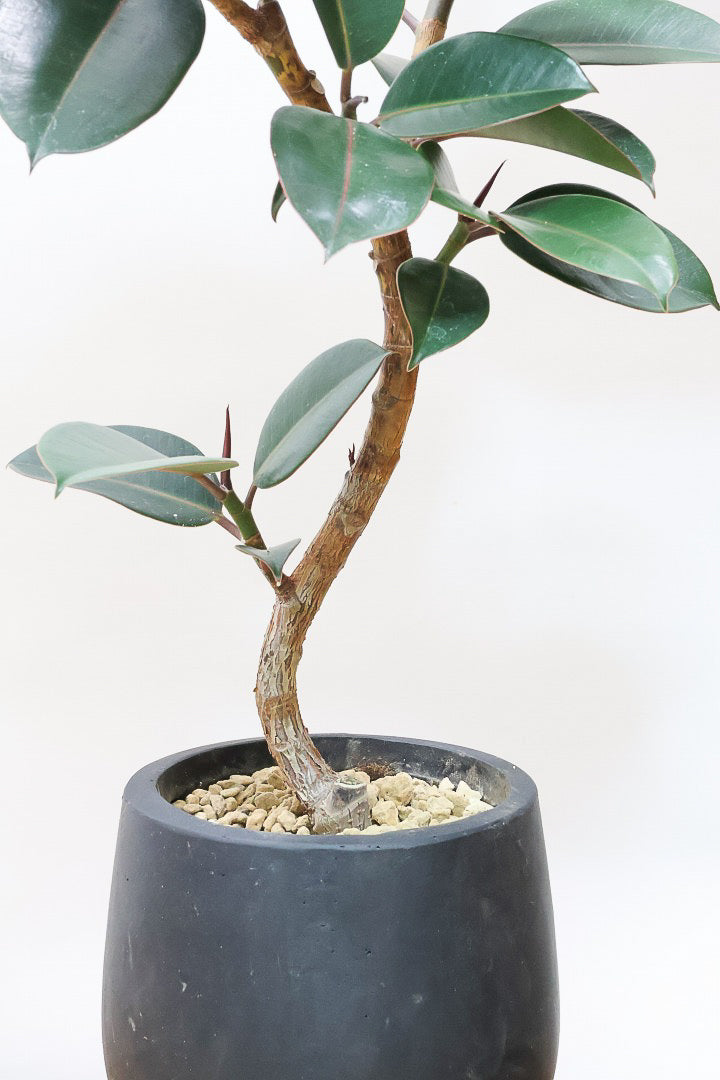 【フィカス・バーガンディ】素晴らしい植物を作る群馬県の名人生産者さんが手がけました！素晴らしい樹形です！