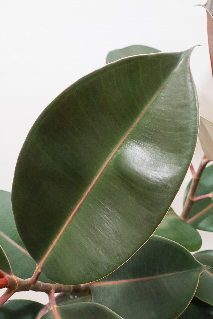 【フィカス・バーガンディ】素晴らしい植物を作る群馬県の名人生産者さんが手がけました！素晴らしい樹形です！