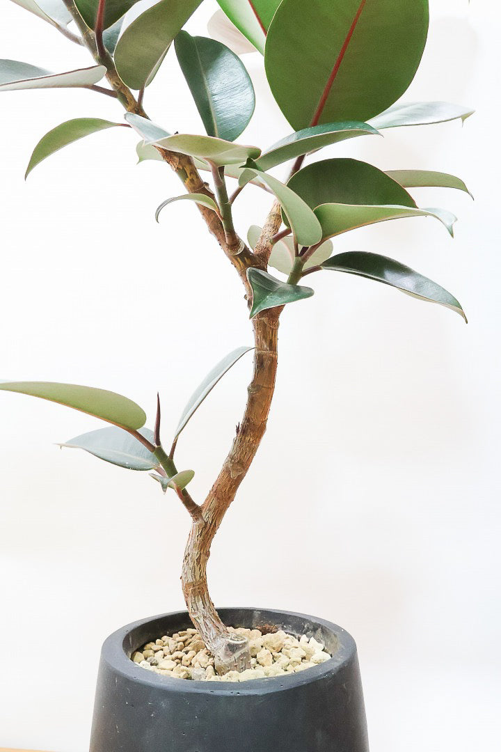 【フィカス・バーガンディ】素晴らしい植物を作る群馬県の名人生産者さんが手がけました！素晴らしい樹形です！