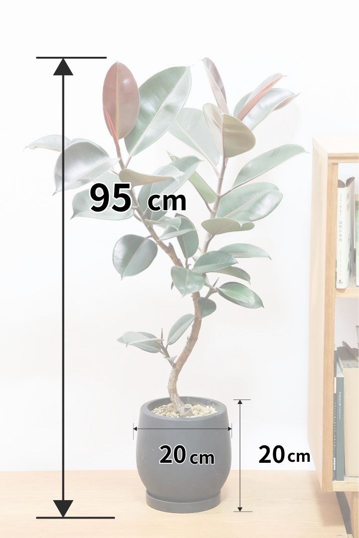 【フィカス・バーガンディ】素晴らしい植物を作る群馬県の名人生産者さんが手がけました！素晴らしい樹形です！