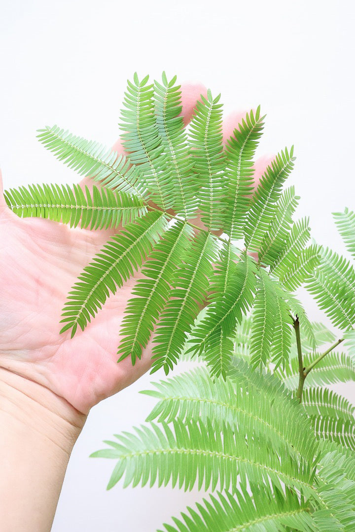 エバーフレッシュGR60685| 観葉植物の通信販売 | APEGO(アペーゴ)