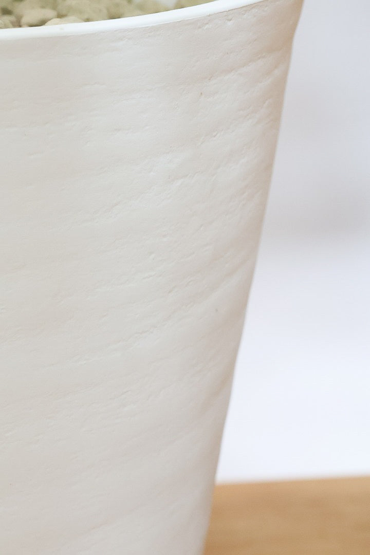 【ベンジャミン バロック】ご要望の多かったプラスチック鉢！愛知県のベンジャミン作りの名人による逸品です！プラ鉢なのでお買い得価格です！